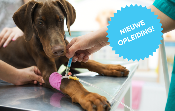 Didactisch Parcours interne geneeskunde van Hond en Kat &ndash; Editie1