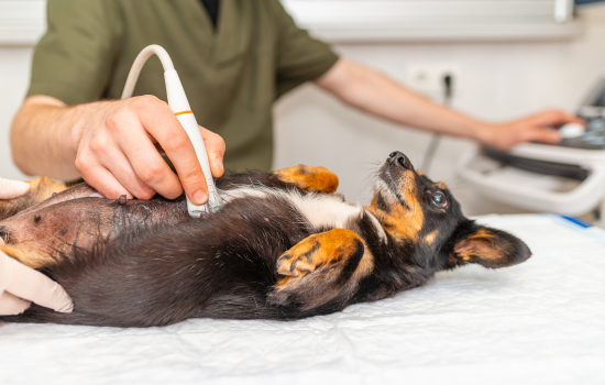 Didactisch Parcours Abdominale Echografie van Hond en Kat - Editie 22